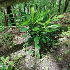 Spurge-laurel thumbnail 4