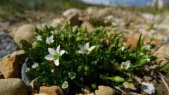 Low Sandwort thumbnail 3