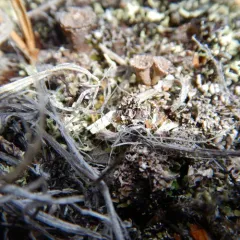 Pebbled Pixie Cup thumbnail 2