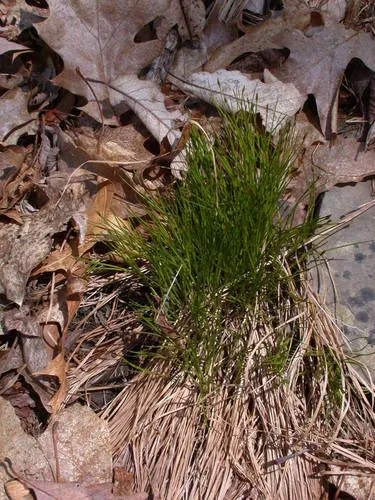 Bashful Bulrush