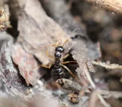 New World Black Ant thumbnail 2