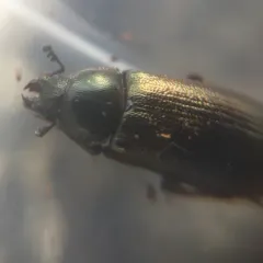 Oak Stag Beetle thumbnail 4