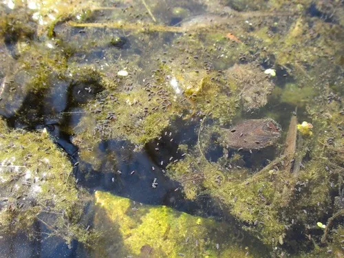 Water Springtail