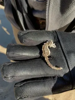 Northern Seahorse thumbnail 3