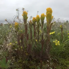 Golden Paintbrush thumbnail 1