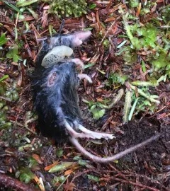 Pacific Shrew thumbnail 3