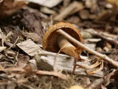 Mulch Fieldcap thumbnail 1