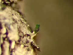 Whisk Broom Lichen thumbnail 3