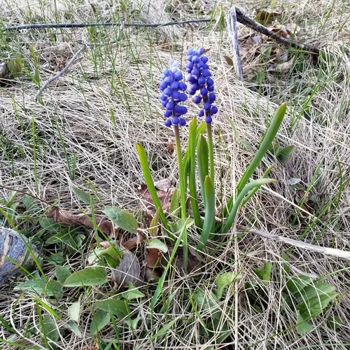 common grape hyacinth