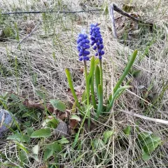 common grape hyacinth thumbnail 1