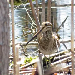 Wilson's Snipe thumbnail 3