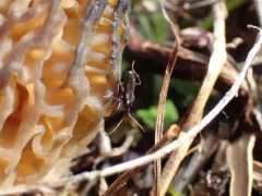 Eremocoris semicinctus thumbnail 2