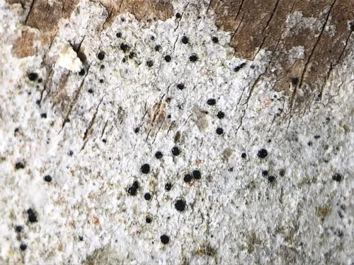 Arthonia patellulata