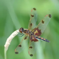 Calico Pennant thumbnail 5