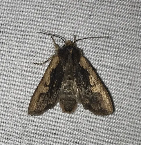 Brown Pinion