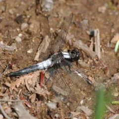 Chalk-fronted Corporal thumbnail 2