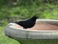 Shiny Cowbird thumbnail 3