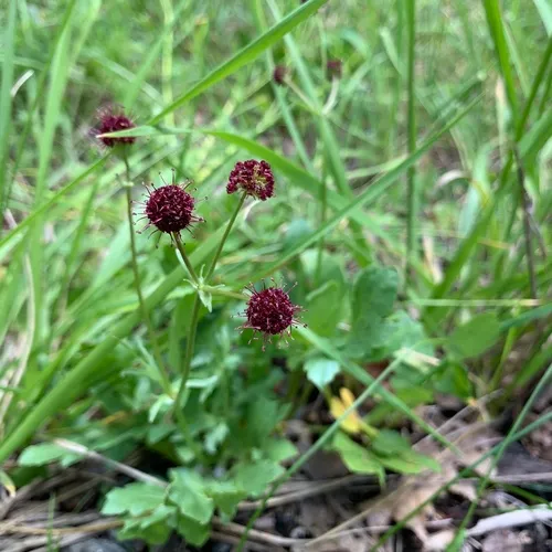 Purple Sanicle