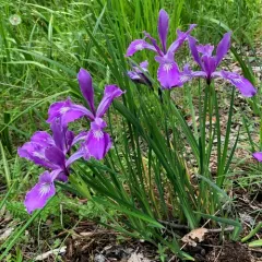 Oregon iris thumbnail 3