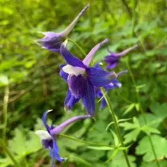 Columbian Larkspur thumbnail 1