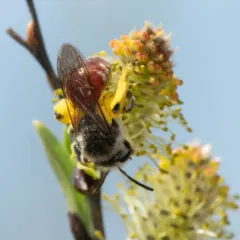 Red-tailed Mining Bee thumbnail 2