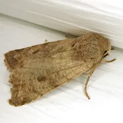 Speckled Green Fruitworm Moth thumbnail 4