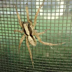 Forest Wolf Spider thumbnail 4