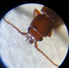 Placonotus zimmermanni thumbnail 3