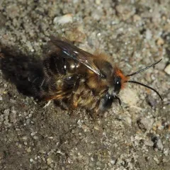 Taurus Mason Bee thumbnail 2