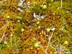 Rosendahl's Golden-saxifrage thumbnail 2