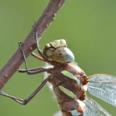 Black-tipped Darner thumbnail 4