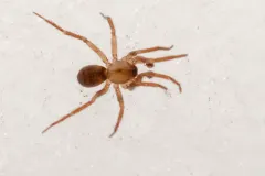 Small-eared Meshweaver thumbnail 4