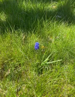 Grape hyacinth thumbnail 2