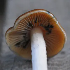 Wavy Cap thumbnail 2