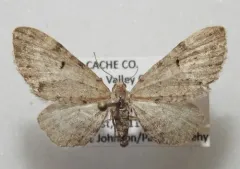 Satyr Pug Moth thumbnail 2