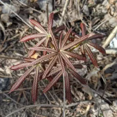 Ohio buckeye thumbnail 4