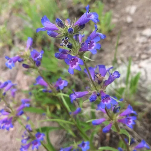 Sulphur Penstemon