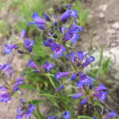 Sulphur Penstemon thumbnail 1