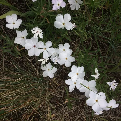 flowery phlox