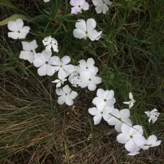 flowery phlox thumbnail 1