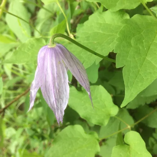 Purple Clematis