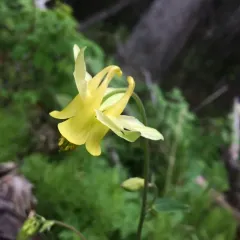yellow columbine thumbnail 4