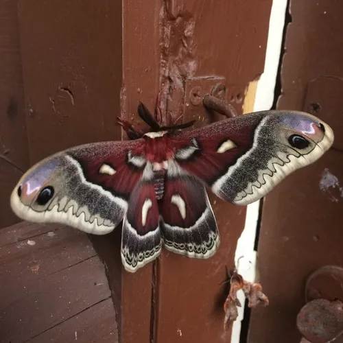 Glover's Silkmoth