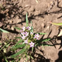 narrow-leaf mountain trumpet thumbnail 2
