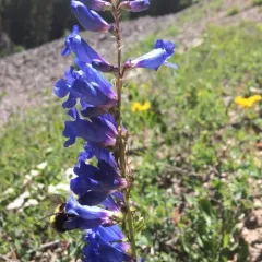 Blue beardtongue thumbnail 3