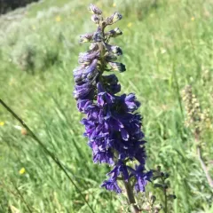 Subalpine Larkspur thumbnail 3