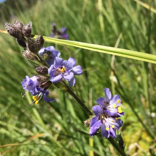 western Jacob's ladder