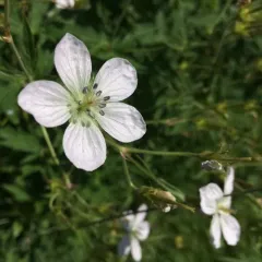 Richardson's geranium thumbnail 3