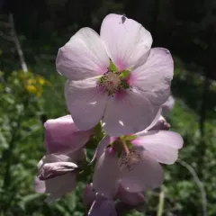 streambank wild hollyhock thumbnail 2