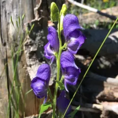 Columbian Monkshood thumbnail 3